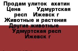  Продам улиток  ахатин › Цена ­ 50 - Удмуртская респ., Ижевск г. Животные и растения » Другие животные   . Удмуртская респ.,Ижевск г.